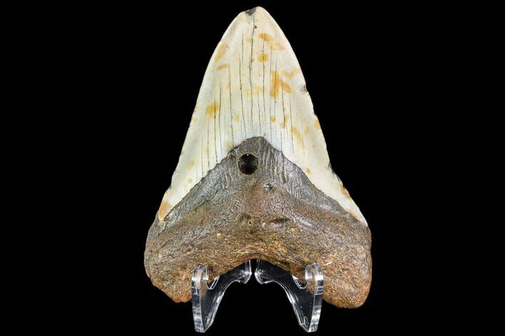 Fossil Megalodon Tooth - North Carolina #109006